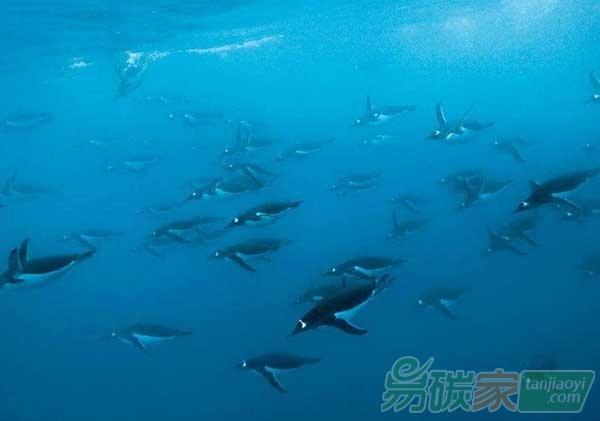 “海洋細菌推動海洋碳儲存”