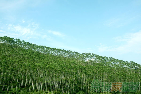河南省碳匯林業(yè)項(xiàng)目獲財(cái)政部3000萬元貸款