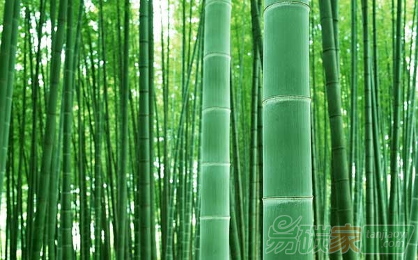 首個CCER竹子造林碳匯項目備案