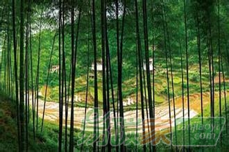 林業(yè)碳匯交易:生態(tài)紅利為啥成了空頭支票