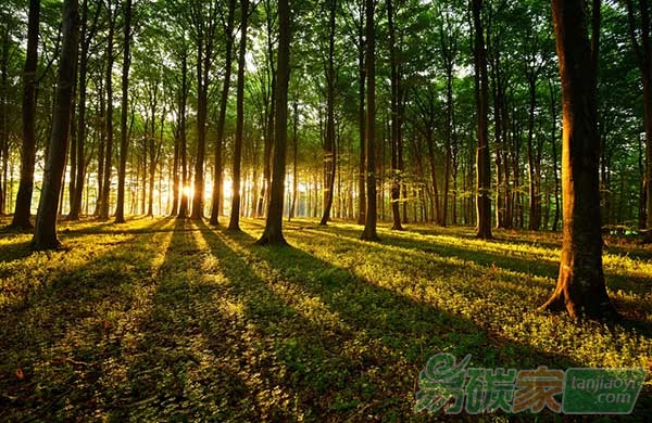 全國森林經(jīng)營規(guī)劃印發(fā)實施