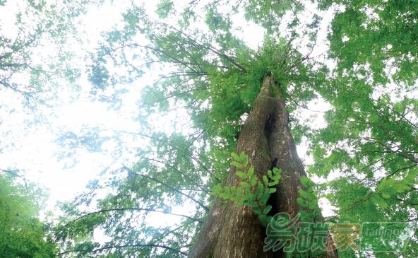 歐盟新掌門關注氣候變化：擬投萬億歐元